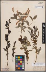 Foto von Salix denticulata Andersson